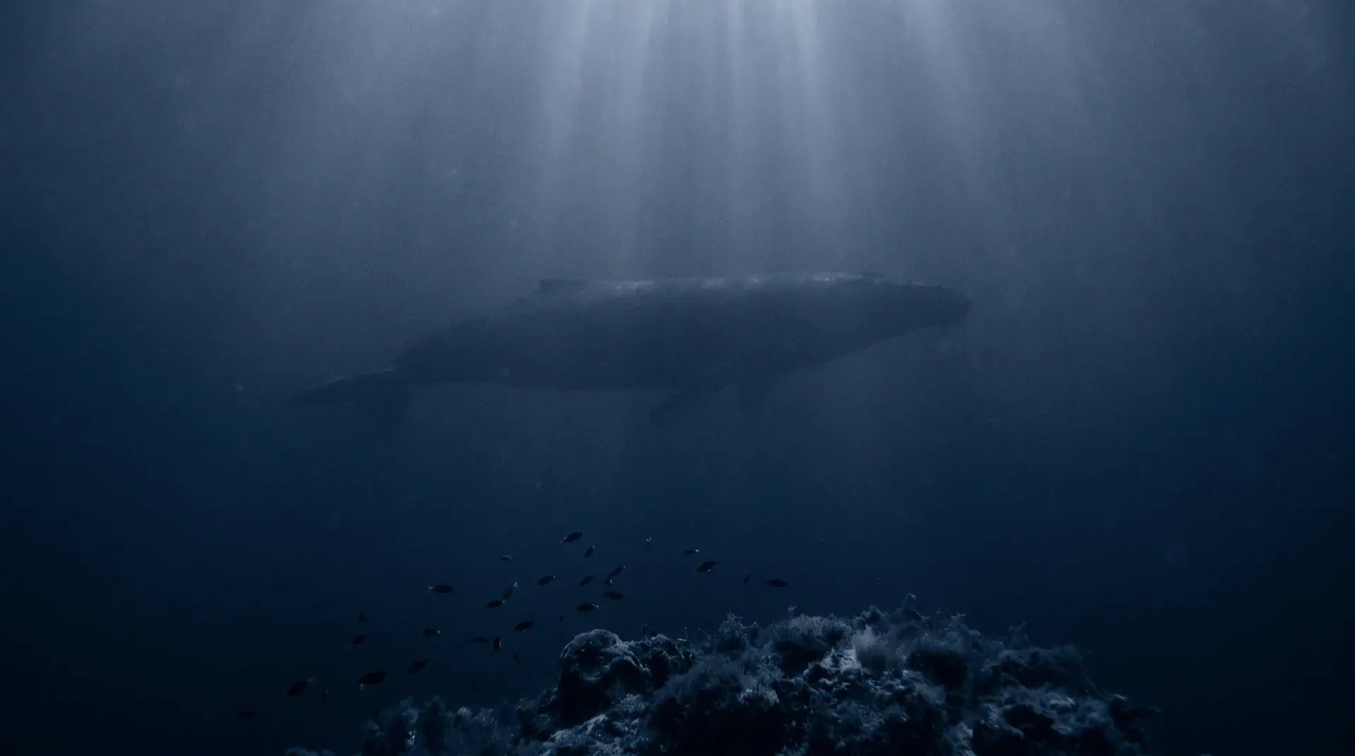 Tiefdunkles Ozeanwasser mit Lichtstrahlen von der Oberfläche: in der Ferne die Silhouette eines riesigen Wals, im Vordergrund ein winziger Schwarm kleiner Fische — der Größenunterschied ist das Bild